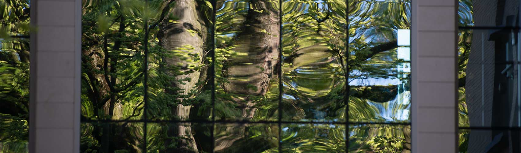 reflection of trees in windows on building